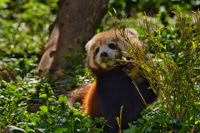 View of an animal on land