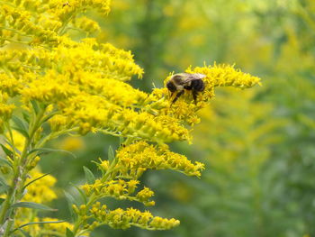 Close-up of bee pollinating flower