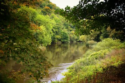 Scenic view of forest