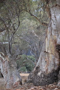 View of bare trees in forest