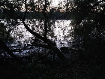 Reflection of trees in lake