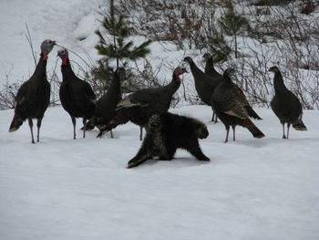 Turkeys perching on snow covered field