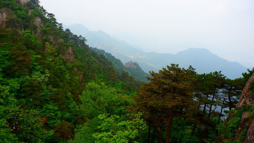 Scenic view of forest against sky