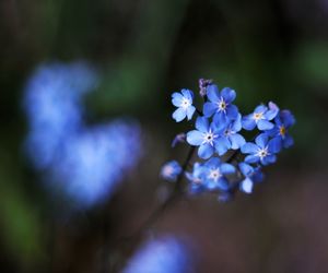 Close-up of purple flowering plant