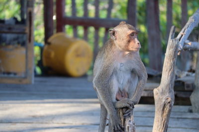 Close-up of monkey