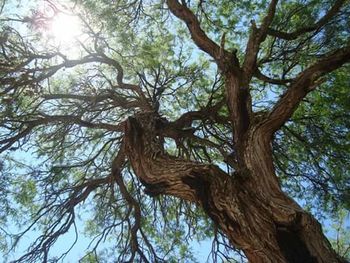 Low angle view of tree in forest