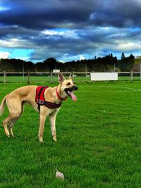 Dog on field against sky