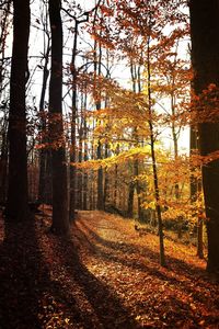 Trees against sky during autumn