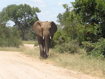 Elephant walking in a forest