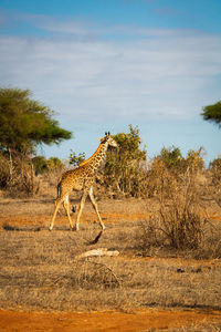 Giraffes on field against sky