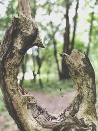 Close-up of tree trunk in forest