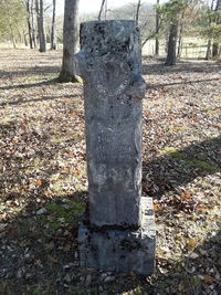Close-up of tree trunk in forest