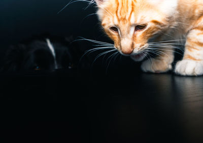 Close-up portrait of a cat