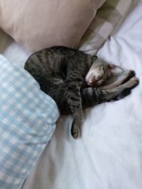 Cat sleeping on bed