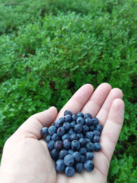 Cropped image of hand holding grapes in field