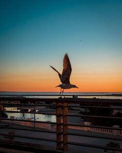 Bird flying over sea against clear sky during sunset