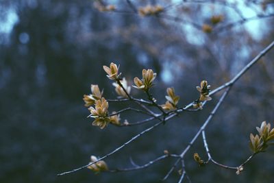 Close-up of cherry blossoms in spring