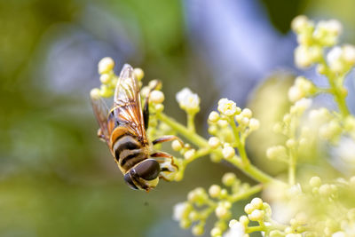 Close-up of bee on plant