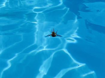 High angle view of spider on water
