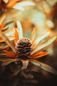 Close up of conebush flower head dried plant