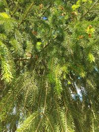 Full frame shot of tree