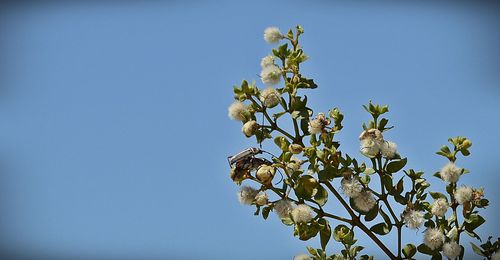 Low angle view of blooming tree against sky