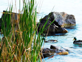 Ducks swimming in sea