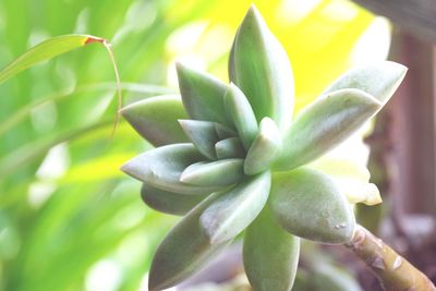 Close-up of succulent plant