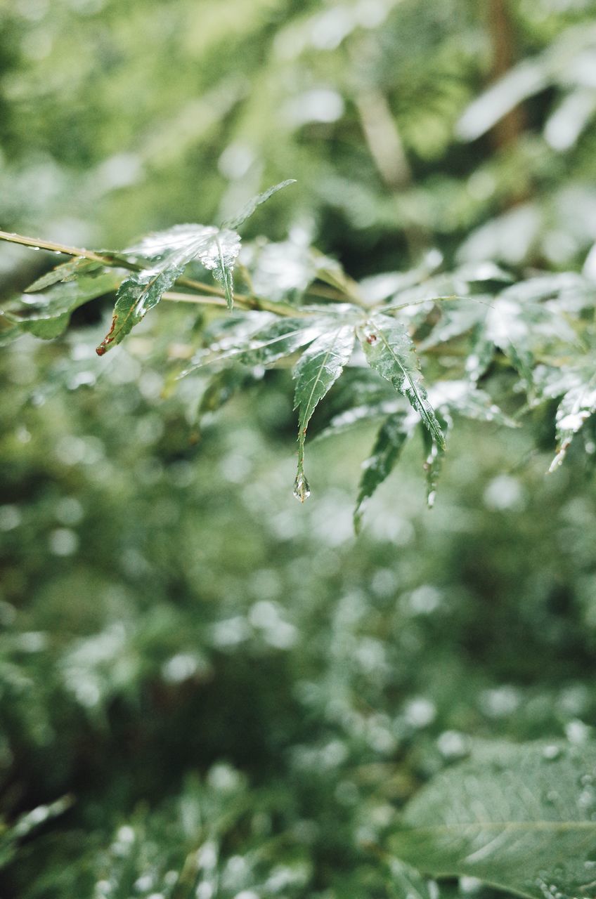 CLOSE-UP OF FROST ON PLANT