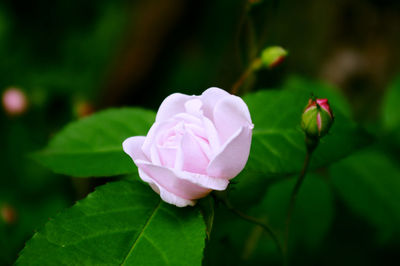 Close-up of pink rose