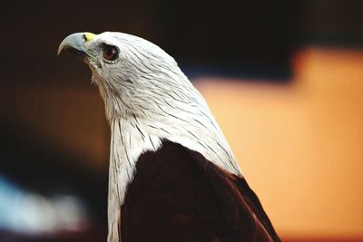 Close-up of eagle against blurred background