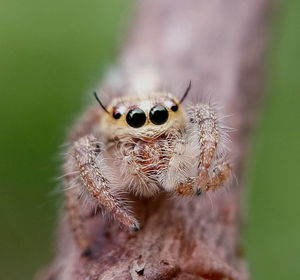 Close-up of spider