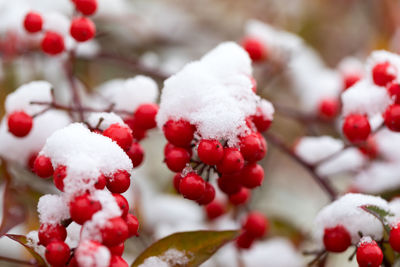 Close-up of frozen berries