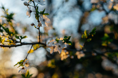 Close-up of plant against blurred background