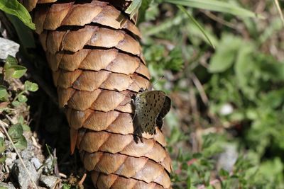 Close-up of butterfly on tree trunk