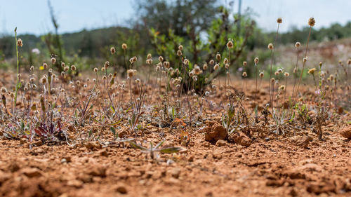 Close-up of fresh plants on field against sky