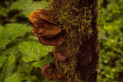 Close-up of mushroom growing on tree trunk