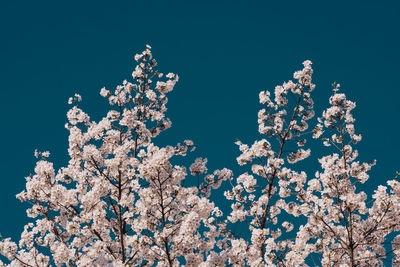 Low angle view of cherry blossom tree against blue sky