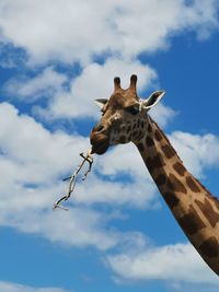 Low angle view of giraffe against sky