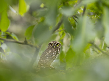 Close-up of bird perching on branch