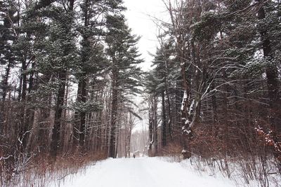 Snow covered road passing through forest