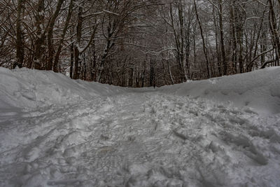 Bare trees on snow covered land