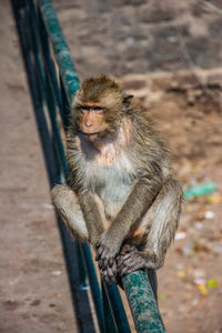 High angle view of looking away in zoo