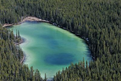 High angle view of trees in forest