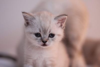 Close-up portrait of a cat