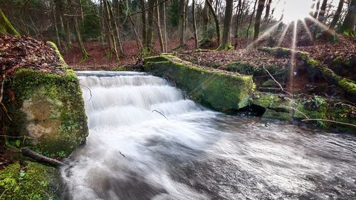 Scenic view of waterfall in forest