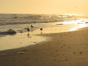 Birds swimming in sea against sky during sunset