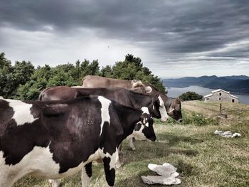 Cows on field against sky