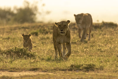 Lionesses and cubs walking on a grassland early in the morning 