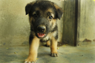 Portrait of dog